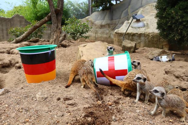 The Argus: The meerkats were so convinced of an England win that they tipped the bucket over