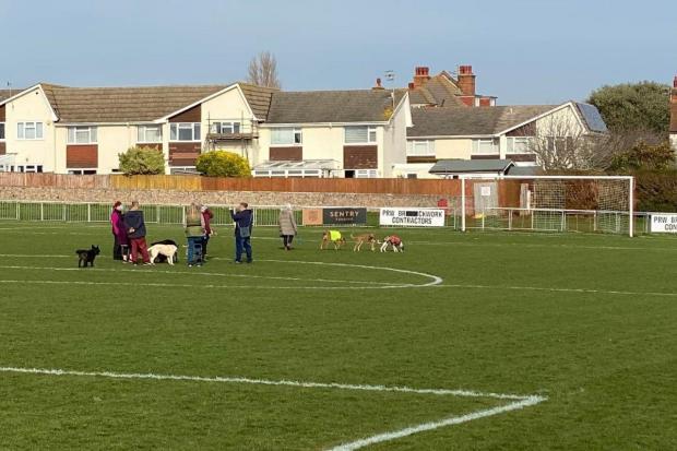 The Argus: The club has previously asked dog walkers to keep their pets on leads when walking on the pitch