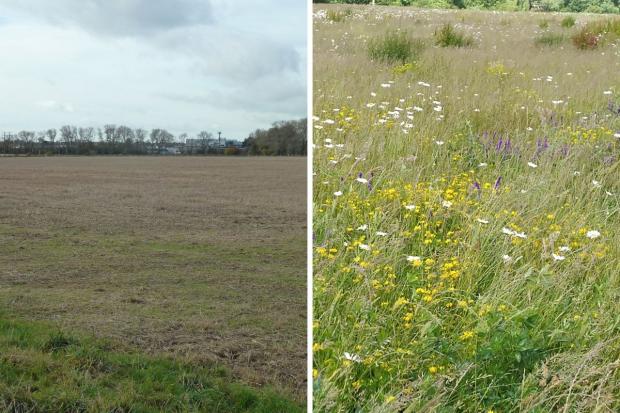 The Argus: Sleeping Meadow before and after