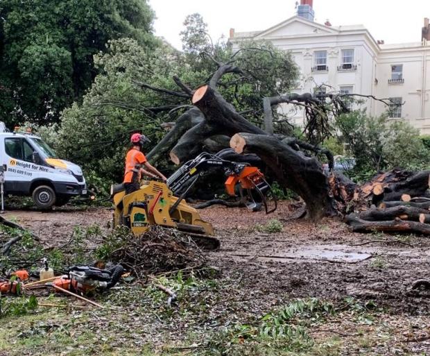 The Argus: A worker removing parts of the fallen tree