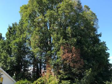 The Argus: Diseased Elms in Patcham will be felled next week
