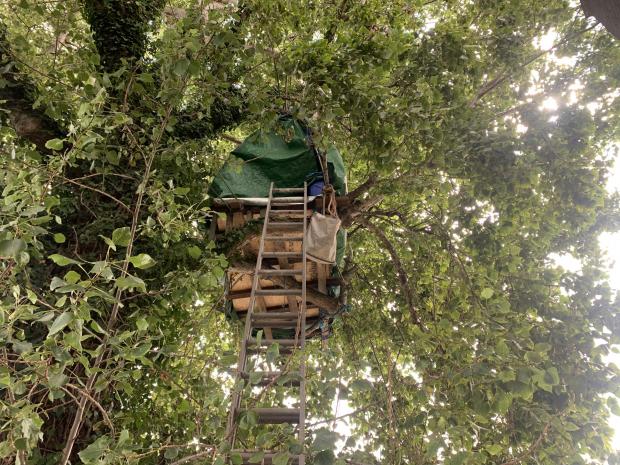 The Argus: The Treehouse was erected on Saturday, August 27th