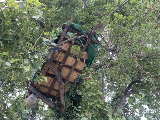 The Argus: Activists erected a tree house in the poplar on August 27