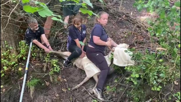 The Argus: Rescuers from the East Sussex Wildlife Rescue and Ambulance Service try to free the deer