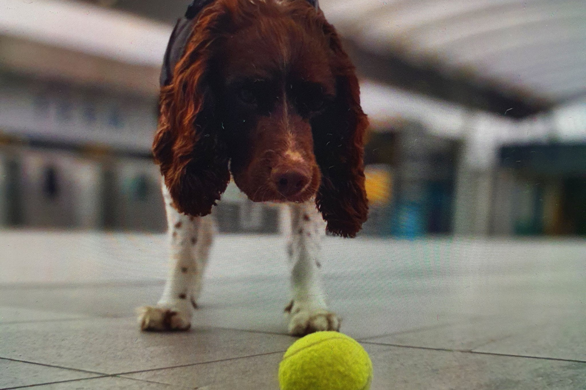 Police appeal for tennis balls to reward Gatwick police dogs