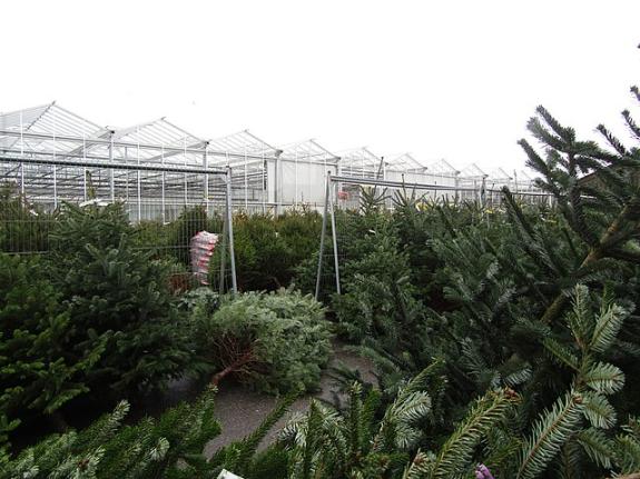 The Argus: Sussex Christmas Trees has donated 23 trees to the council - and they need your help to work out where to put them The Argus: Sussex Christmas Trees has donated 23 trees to the council - and they need your help to work out where to put them