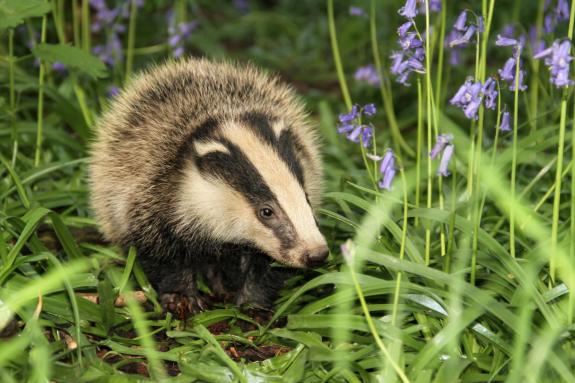 The Argus: One specie of mustelid is the badger. The Argus: One specie of mustelid is the badger.