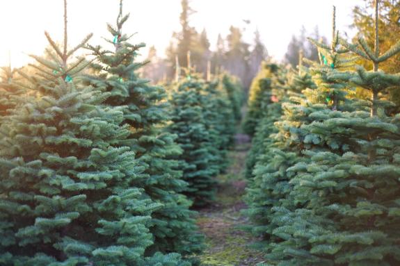 The Argus: Do you have a favourite place to pick your real Christmas tree from? The Argus: Do you have a favourite place to pick your real Christmas tree from?