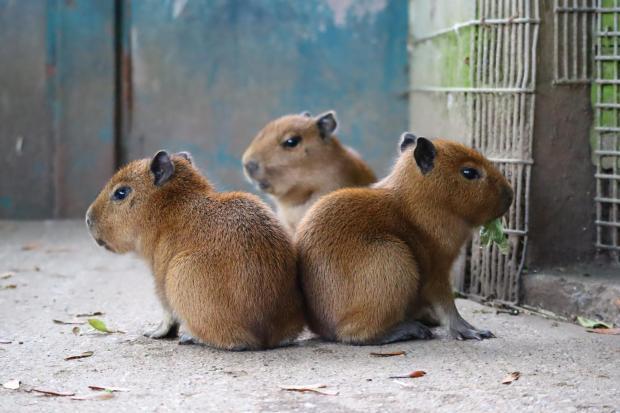 Drusillas Zoo competition to meet cute baby capybara triplets