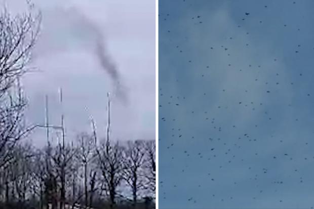 Swarms of flies in Uckfield