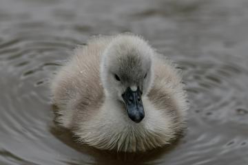 Spring arrivals thrive at Crawley pond of conservation importance
