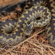 Adders have been spotted across Sussex