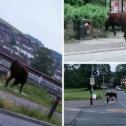 The cow walked aimlessly around Bevendean on Thursday