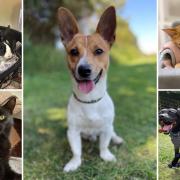 Animals from the RSPCA Sussex, Brighton and East Grinstead branch who are looking for new homes (RSPCA)