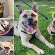Here are some animals from the RSPCA in Brighton that are looking for new owners (RSPCA)