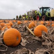 There are various pumpkin patches to find throughout Sussex