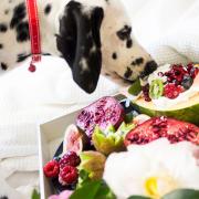 Pet owners face £20,000 fines and jail time for feeding their pets a vegan diet. (Canva)