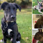 There are a number of animals from the RSPCA in Brighton that are looking to be adopted (RSPCA)