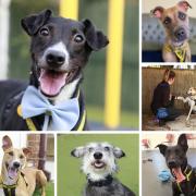 LOOKING FOR LOVE: Could you offer a forever home to a rescue dog at Dogs Trust Shoreham Rehoming Centre
