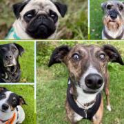 ADOPT A DOG: These pooches, all looking for  a forever home, are currently being care for by RSPCA Sussex, Brighton & East Grinstead