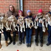 All 12 husky puppies come from the same household and need a rural or semi-rural home to live in (RSPCA)