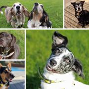 These six dogs are being looked after at Dogs Trust Shoreham while they wait for their forever homes. Pictures: Dogs Trust