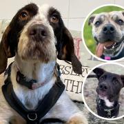 Jack, Rupert and Martha are all looking for forever homes. Picture: RSPCA Sussex, Brighton & East Grinstead