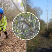 Tree surgeons worked to save the habitat of endangered nightingales in Barcombe