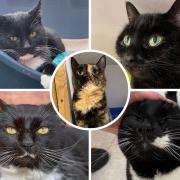 These five fur-balls are all looking for their forever homes. Pictures: City Cat Shelter