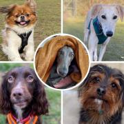 Five dogs all looking for their loving homes. Picture: RSPCA Sussex, Brighton & East Grinstead