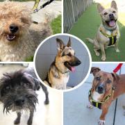 These five dogs are all looking for loving homes. Pictures: Dogs Trust