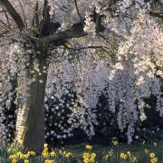 A cherry tree in bloom during spring in the walled garden at Nymans Gardens, West Sussex. Picture: PA