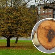 Many of Withdean Park's ash trees are to be cut down. Inset: Cross section of an ash tree branch infected with ash dieback. Image: Courtesy The Food and Environment Research Agency (Fera), Crown Copyright