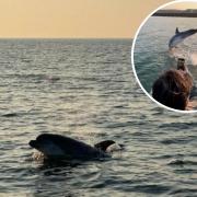 Dolphin sightings in Sussex are on the rise