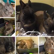These nine rabbits are all looking for a forever home. Pictures: RSPCA/Canva