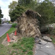 A huge fallen tree in Nutley, East Sussex, is causing chaos for residents