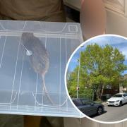 A large rat was captured after it was found in a home in Buckley Close, Hangleton