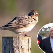 Labour by-election candidate Robert Mcintosh expressed support for a campaign which called for a beacon lighting to be cancelled to protect skylarks