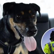 Sussex Police issue warning after dog left in locked car for an hour