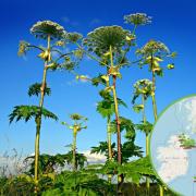 Interactive map displays sightings of toxic Giant Hogweed. Picture: Pixabay (inset WhatShed)