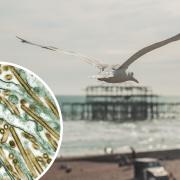 Three seagulls in Brighton and Hove were found to be infected with bird flu, according to the Animal and Plant Health Agency