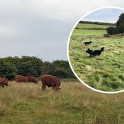 Brighton and Hove City Council rejected plans to keep cattle fenced off