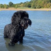Smithy is back enjoying swimming after miracle treatment saved him from cancer