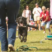 Dogs competed in a series of categories in the show at Preston Park yesterday: credit - Rose Jones
