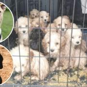Hundreds of pets are being abandoned in Sussex in 2022.
