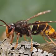Beekeepers have urged people to be vigilant of potential sightings of Asian hornets in Brighton