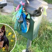 People have reported dog poo bins not being emptied in Patcham