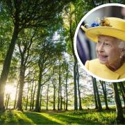 Thousands of trees will be planted in the South Downs to commemorate the Queen. Credit: Sam Moore and SDNPA