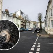 Woman and dog injured in vicious attack