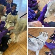 Pupils even got to stroke the wolves